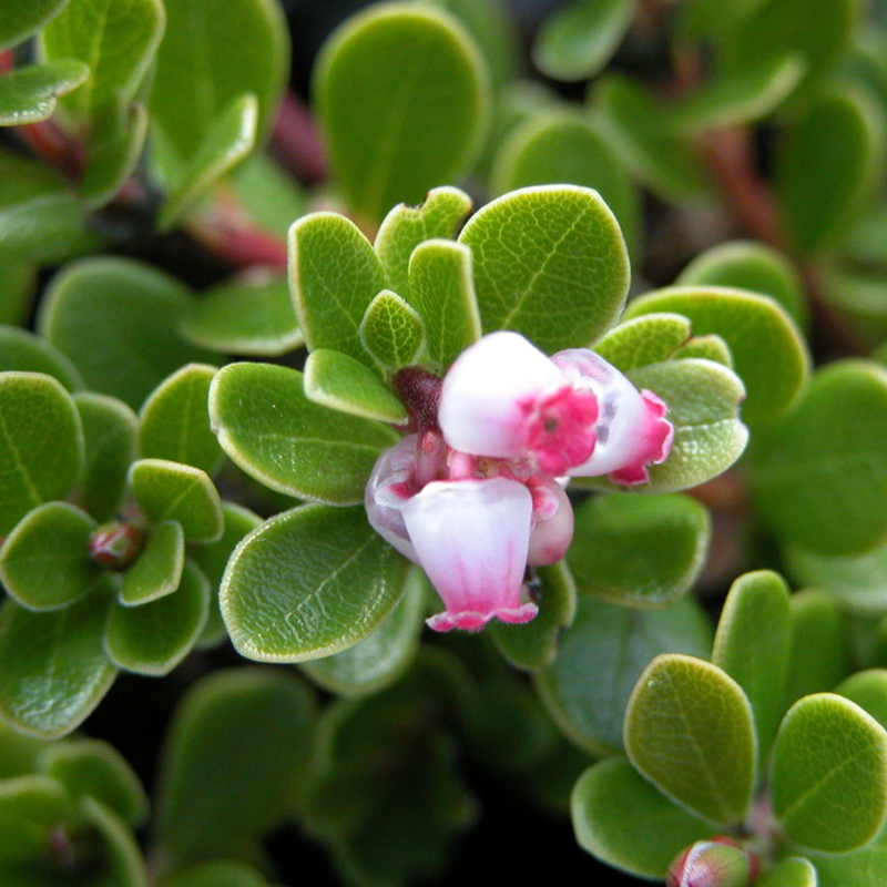 Uva Ursi