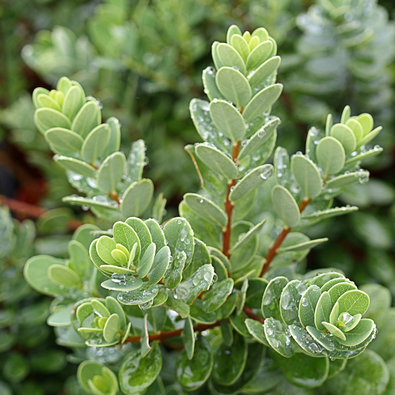 Uva Ursi