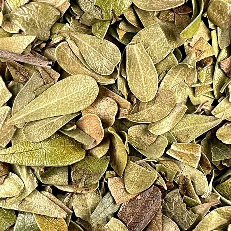 Uva Ursi