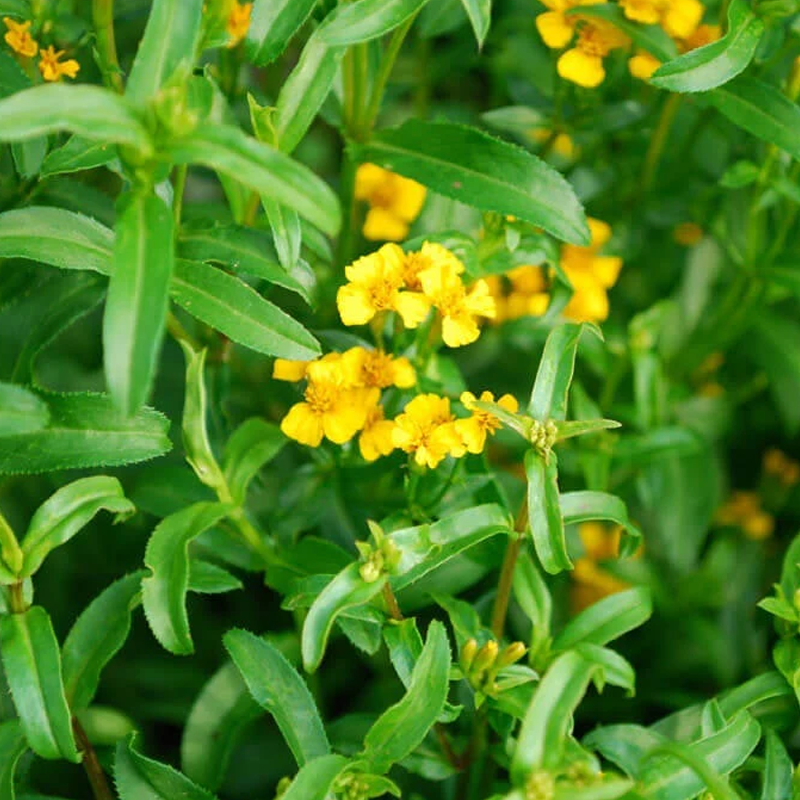 Tarragon