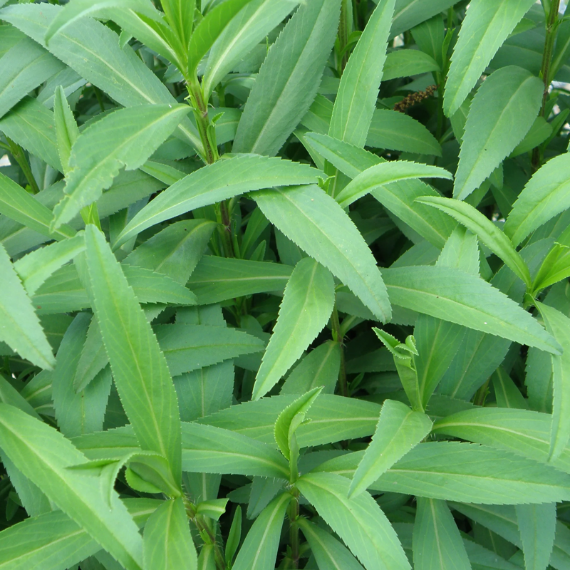 Tarragon