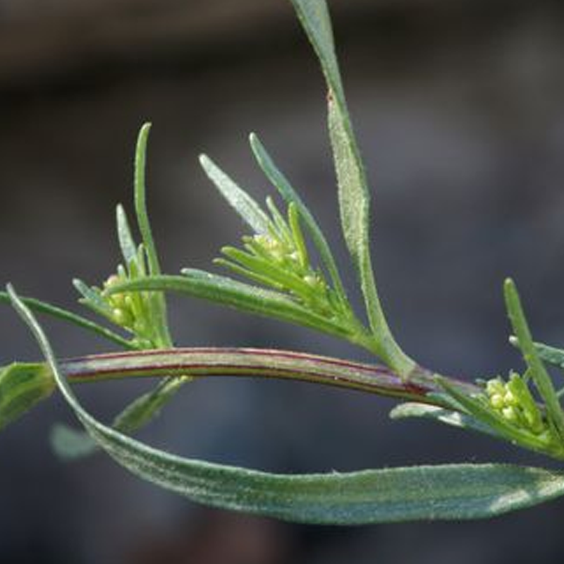 Tarragon