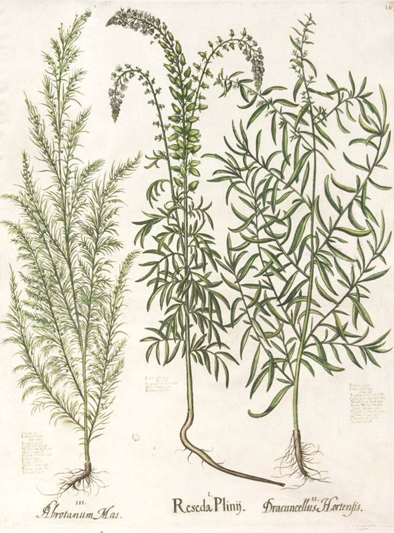 Tarragon