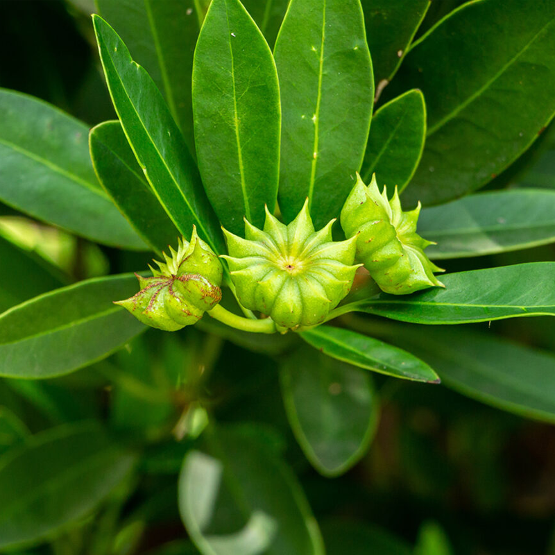 Star Anise