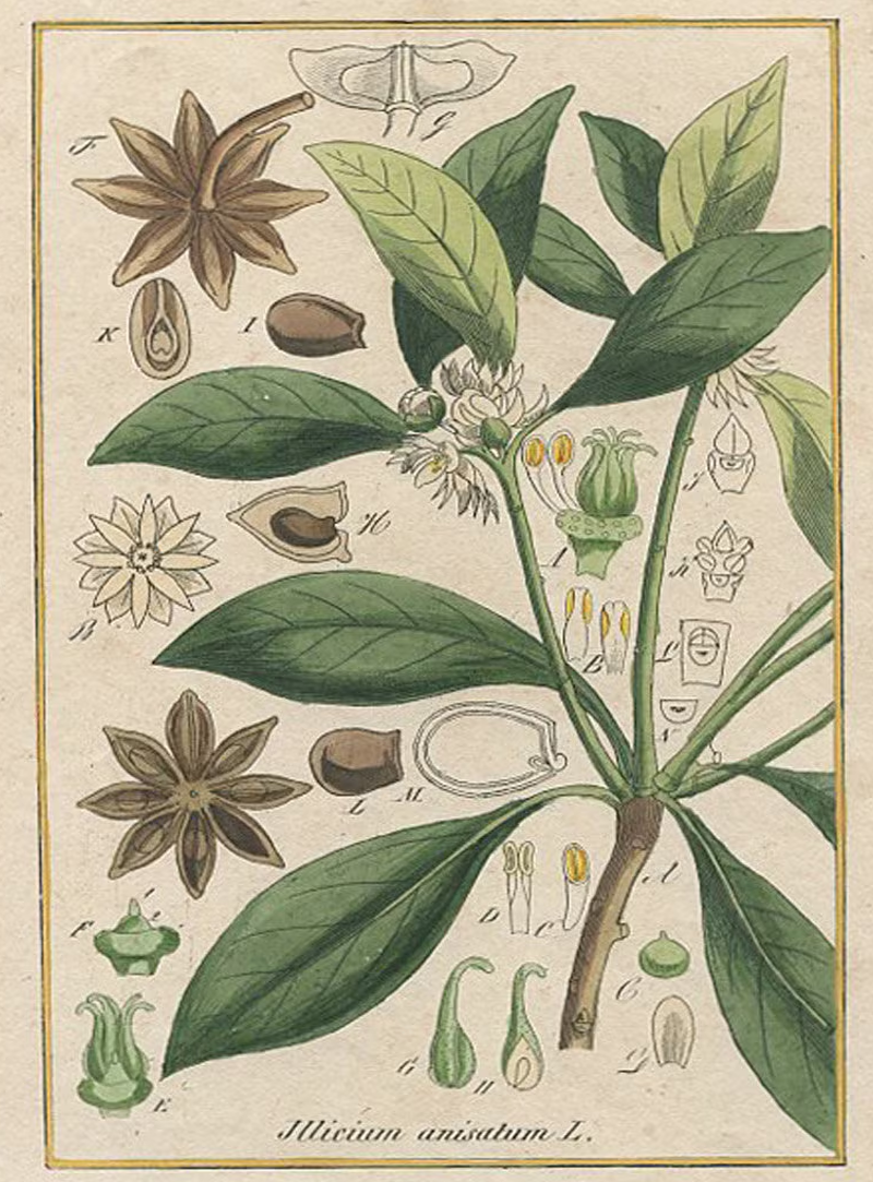 Star Anise