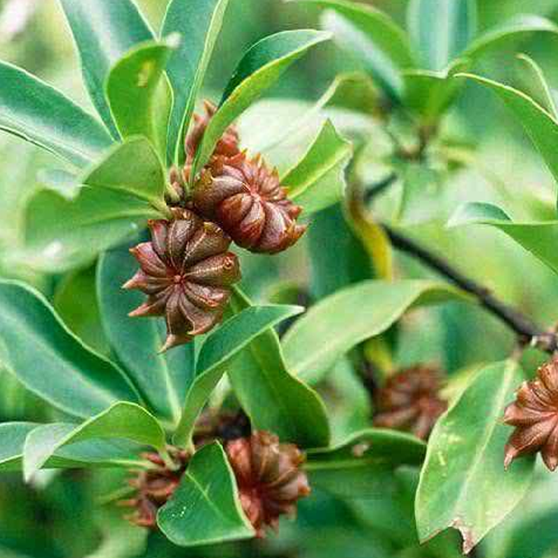 Star Anise
