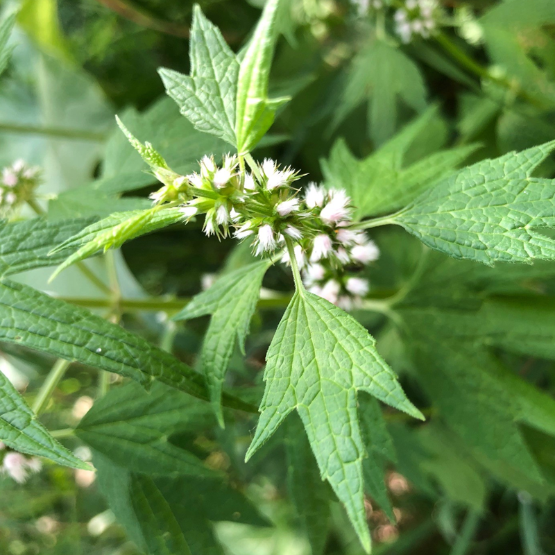 Motherwort