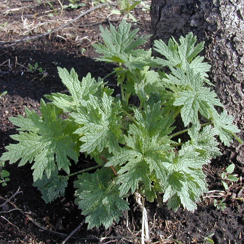 Motherwort