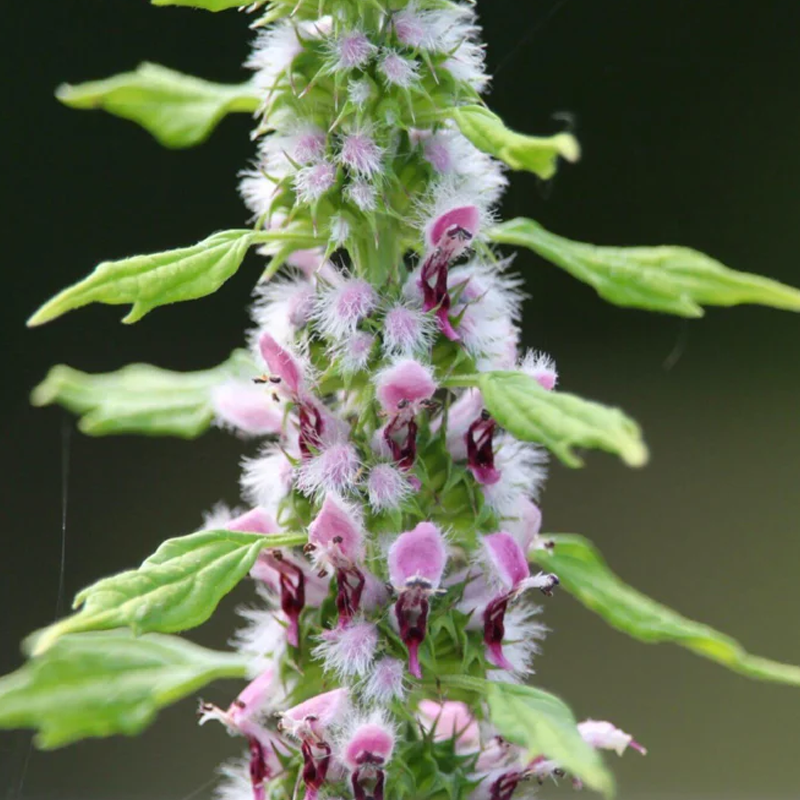 Motherwort