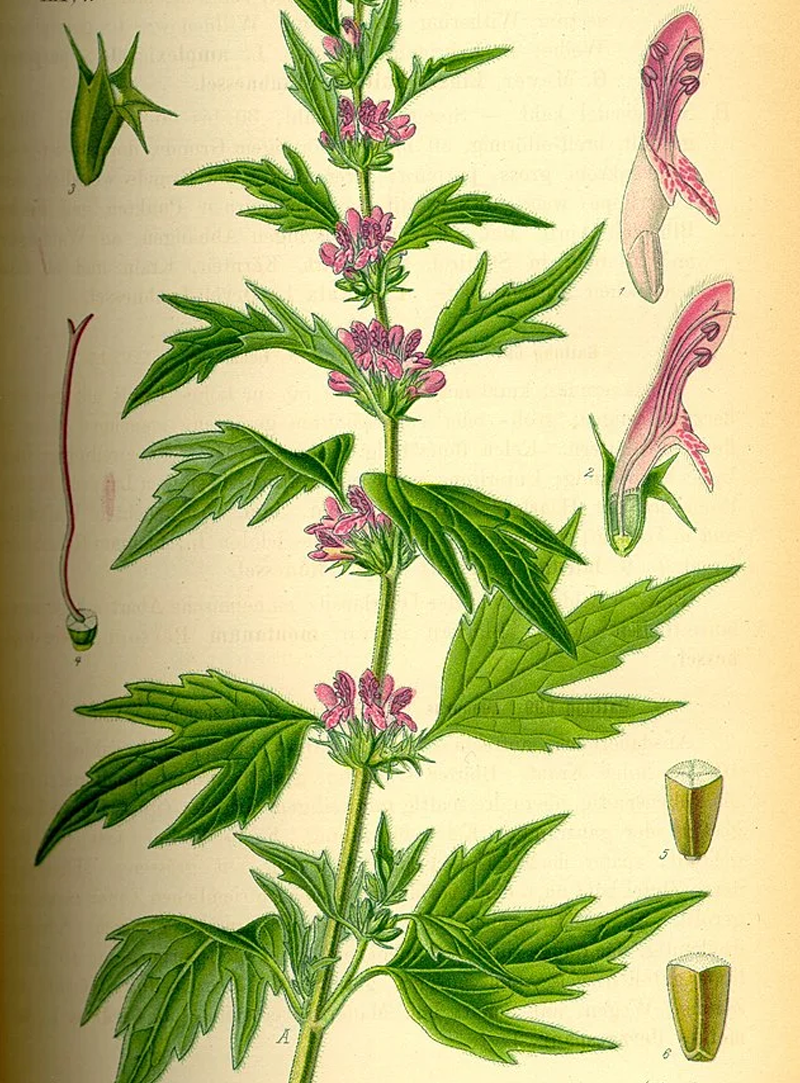 Motherwort