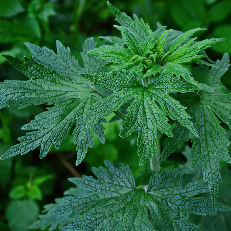 Motherwort
