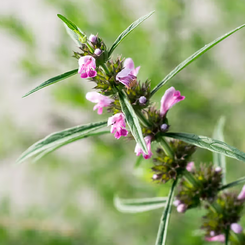 Motherwort