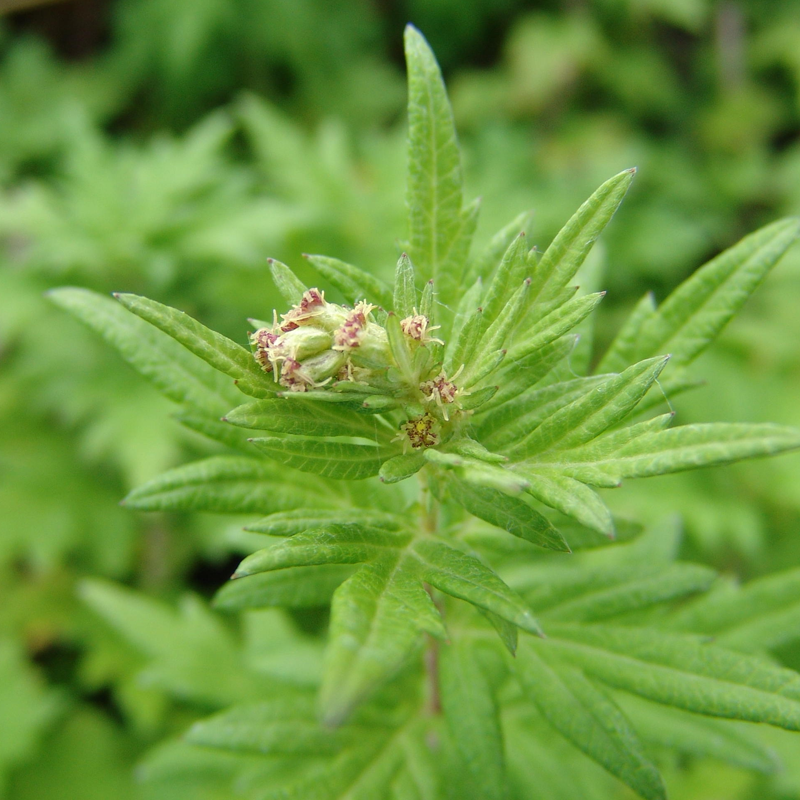 Mugwort