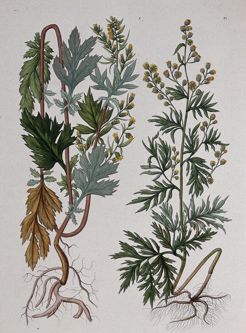 Mugwort