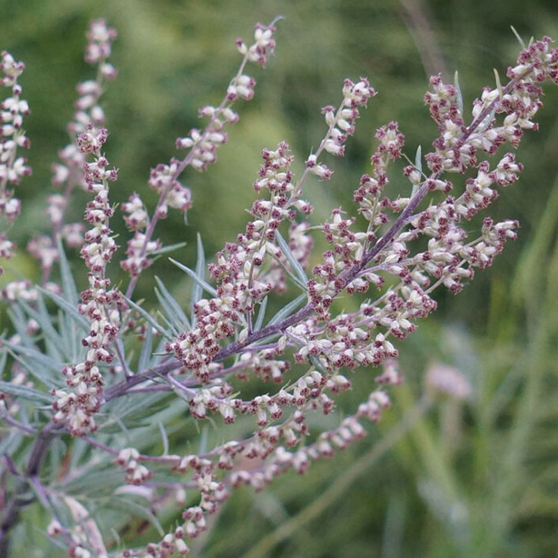 Mugwort