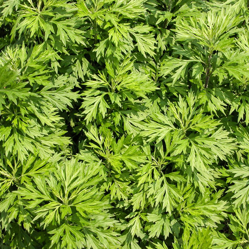 Mugwort
