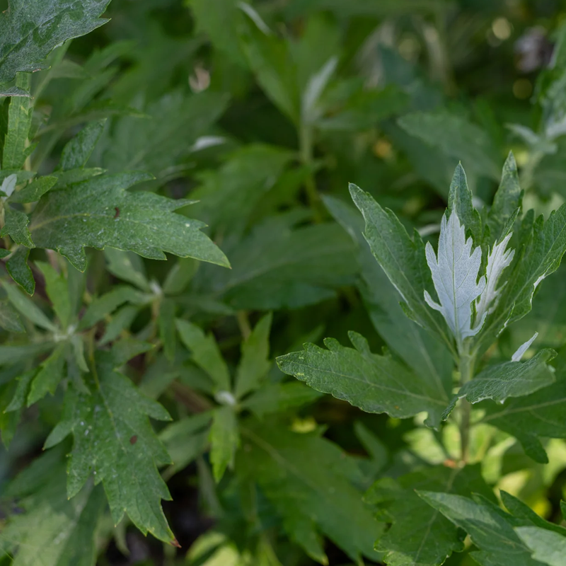 Mugwort