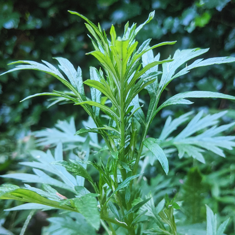Mugwort