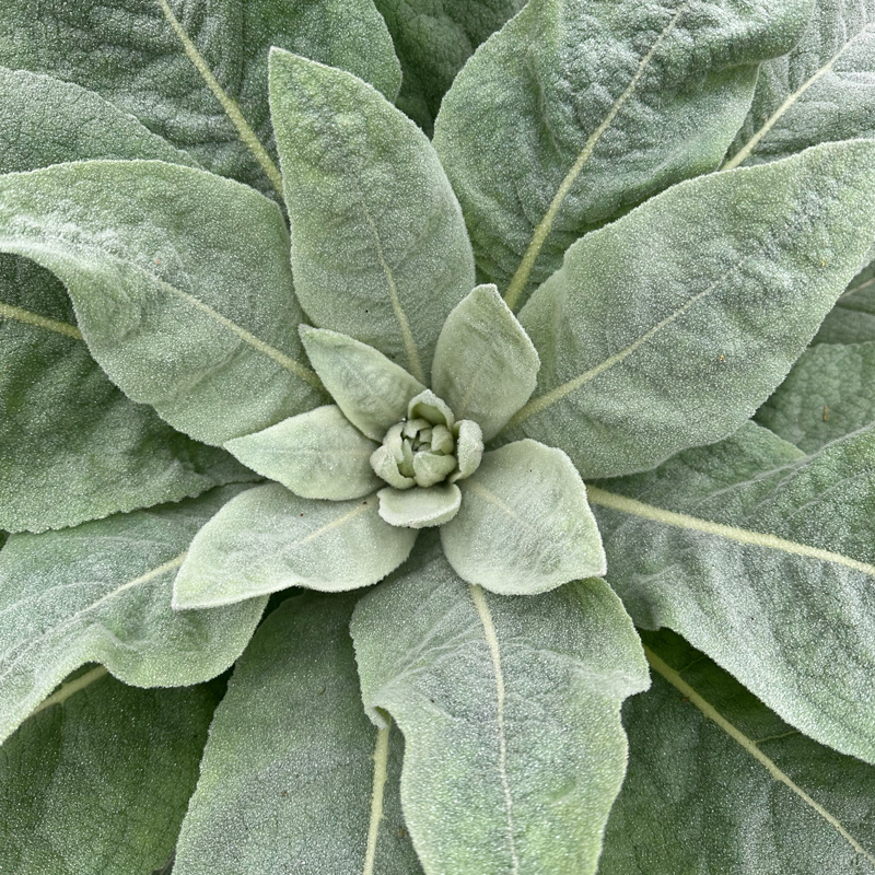 Mullein