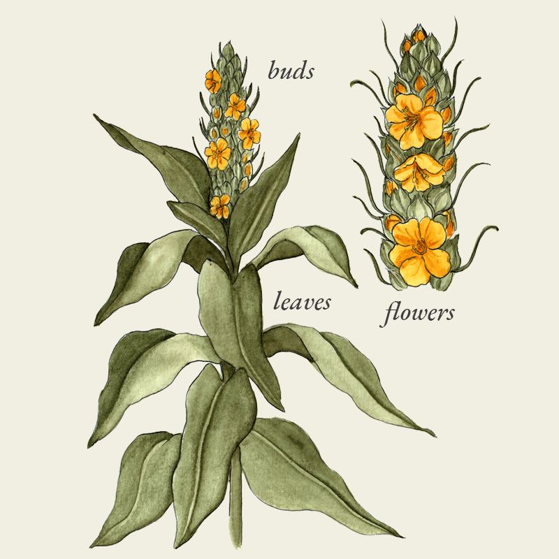 Mullein