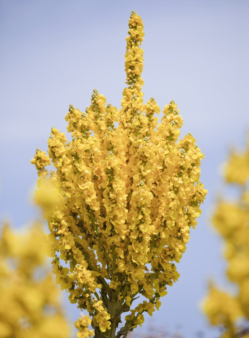 Mullein