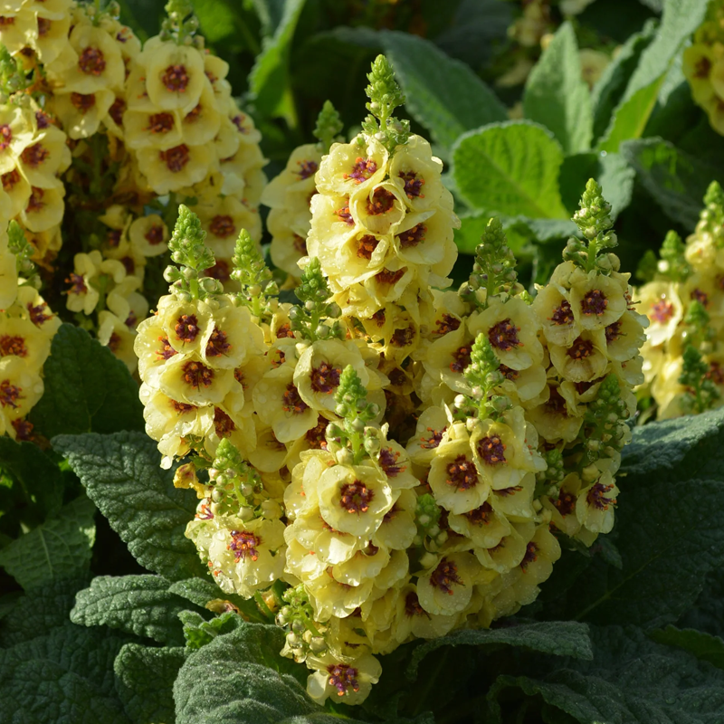 Mullein