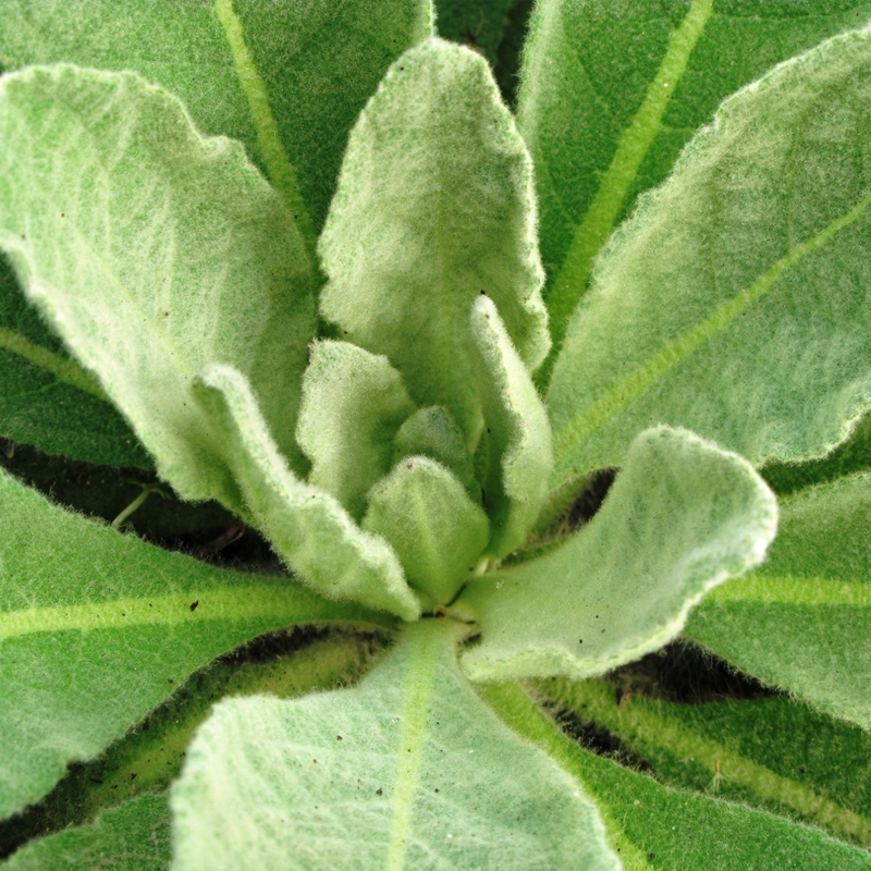 Mullein