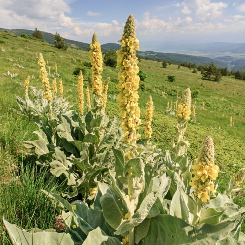 Mullein