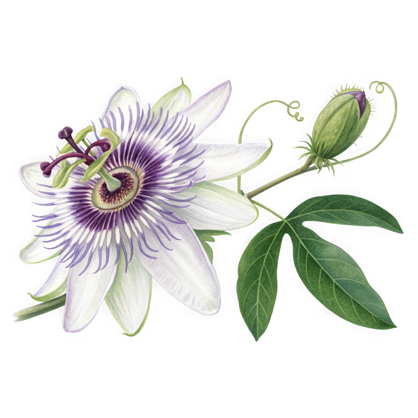 Passionflower