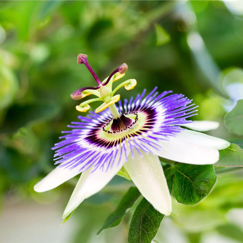 Passionflower