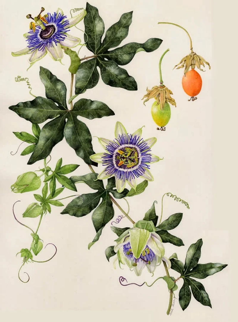 Passionflower