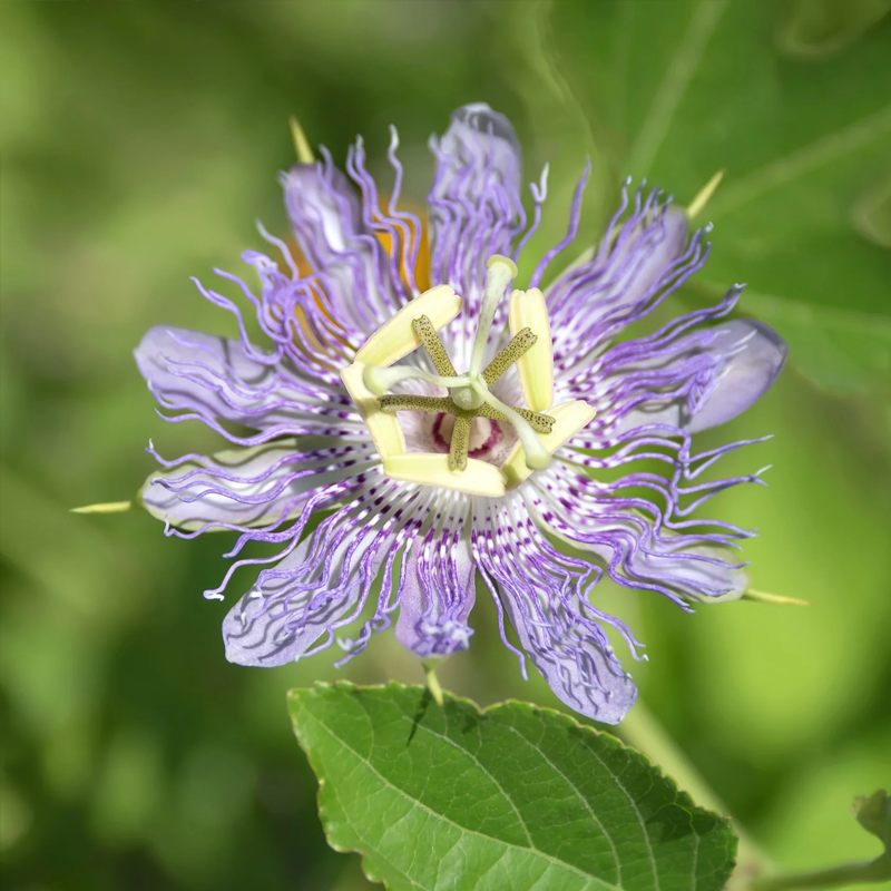 Passionflower