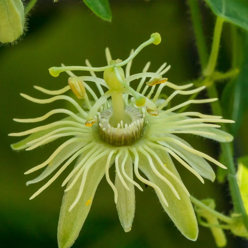 Passionflower