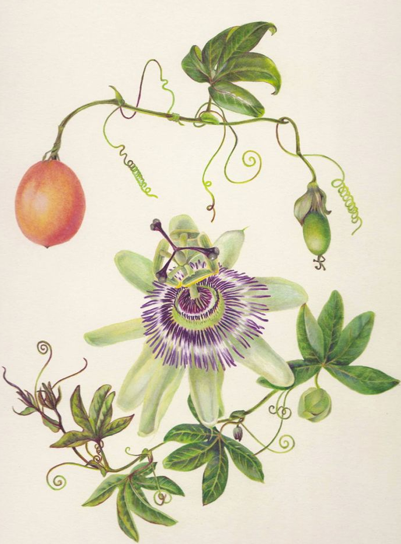 Passionflower