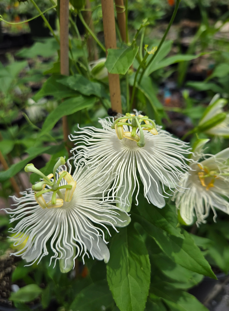 Passionflower