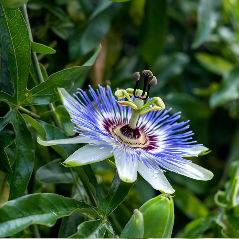 Passionflower