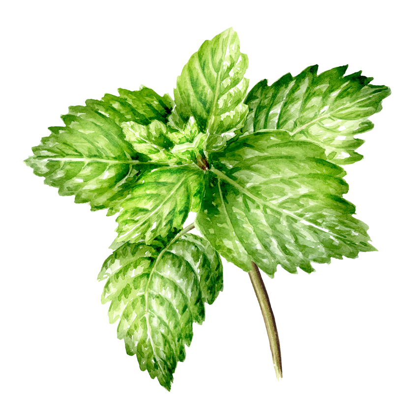 Peppermint