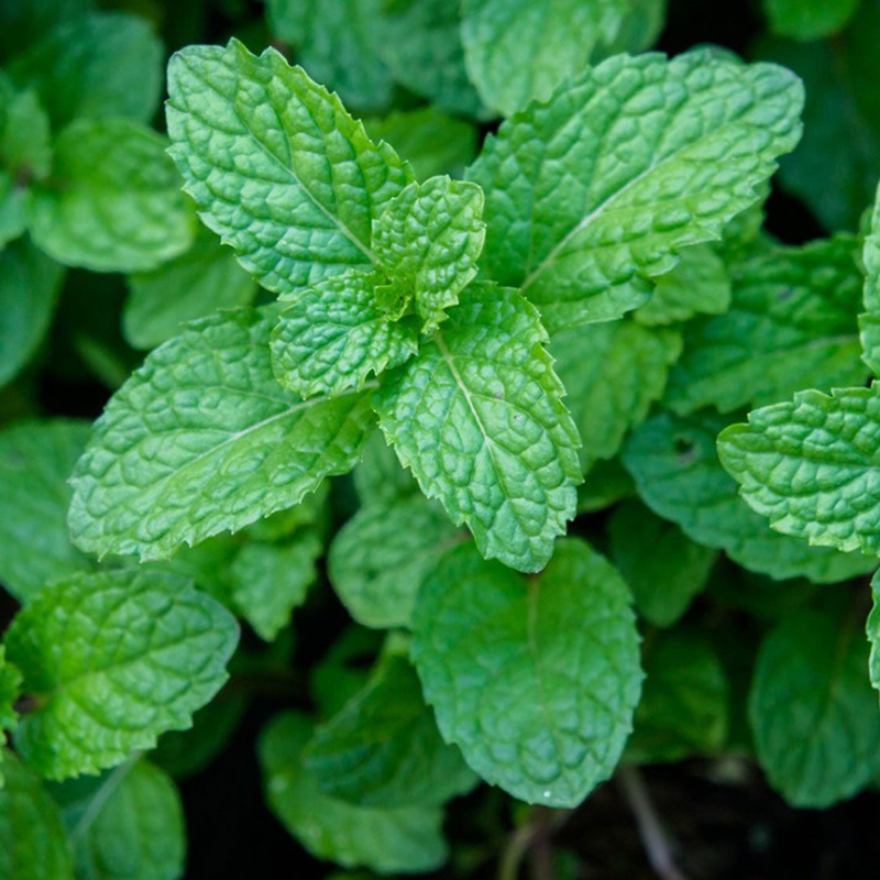 Peppermint