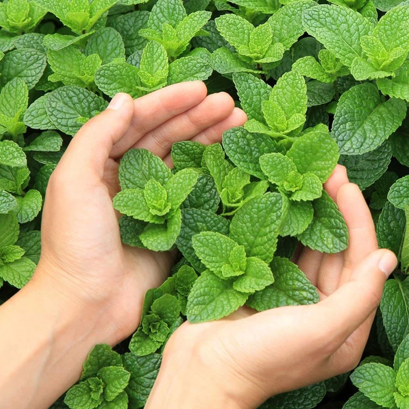 Peppermint