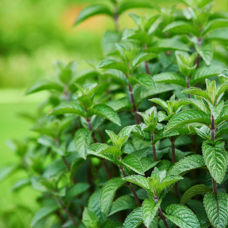 Peppermint