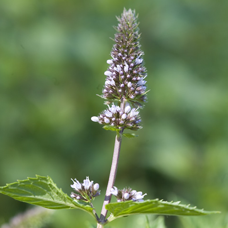 Peppermint