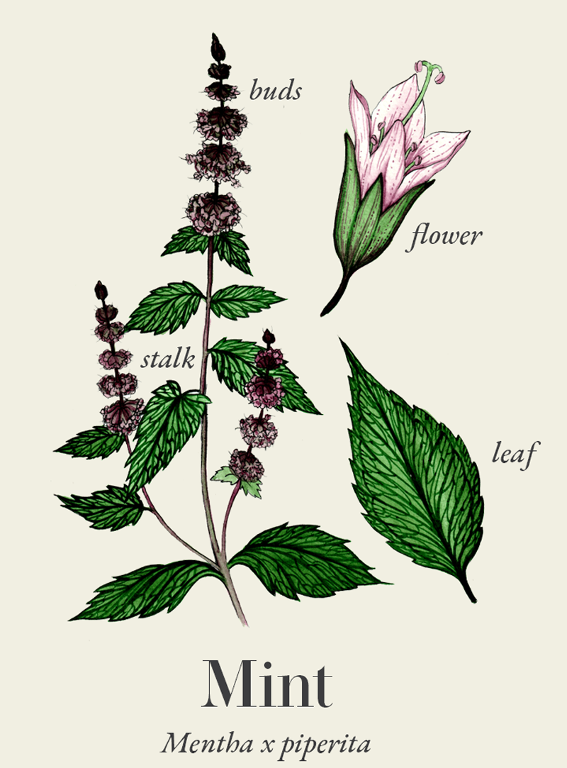Peppermint
