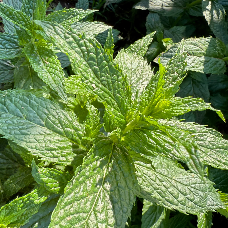 Spearmint