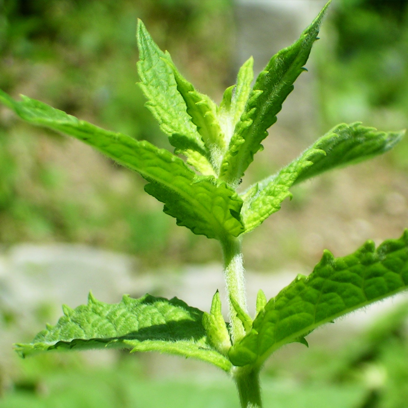 Spearmint