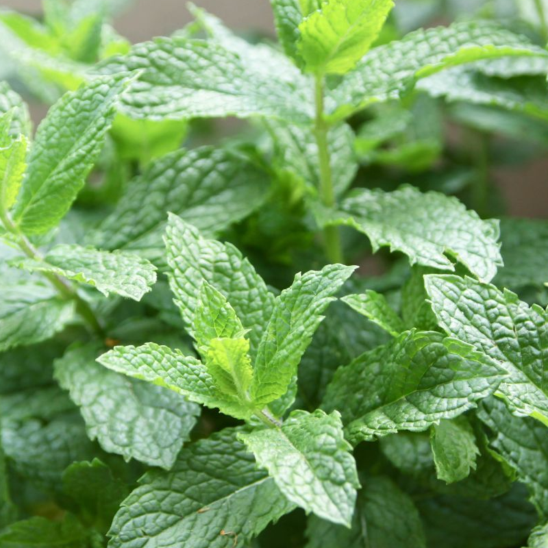 Spearmint