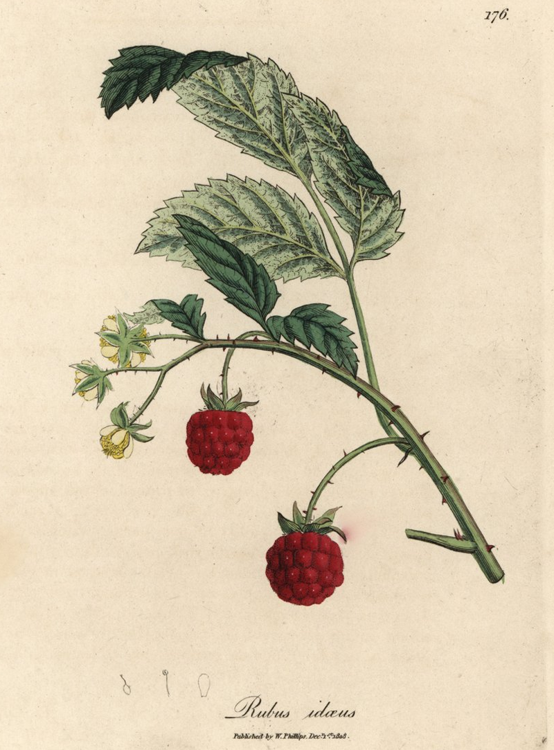 Red Raspberry Leaf