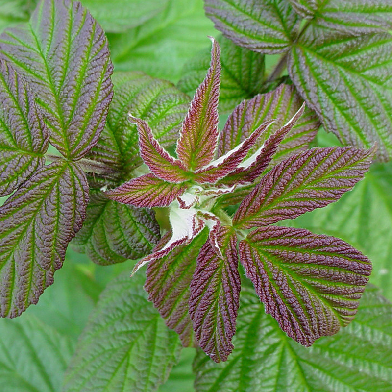 Red Raspberry Leaf