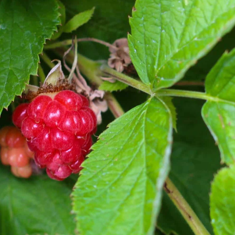 Red Raspberry Leaf