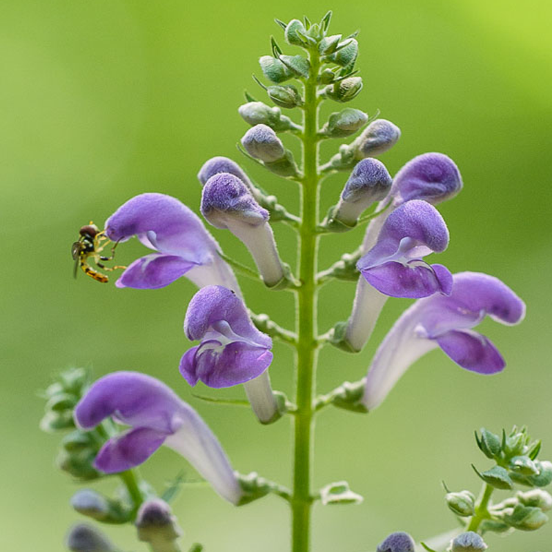 Skullcap
