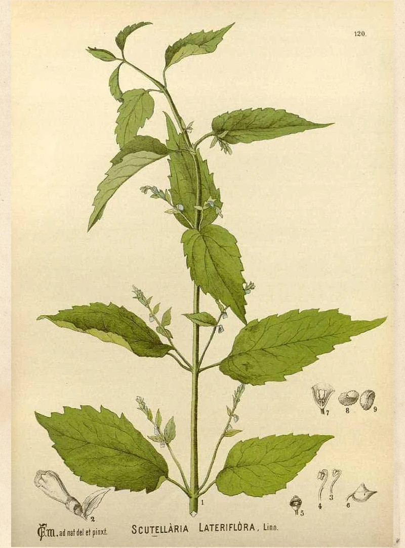 Skullcap